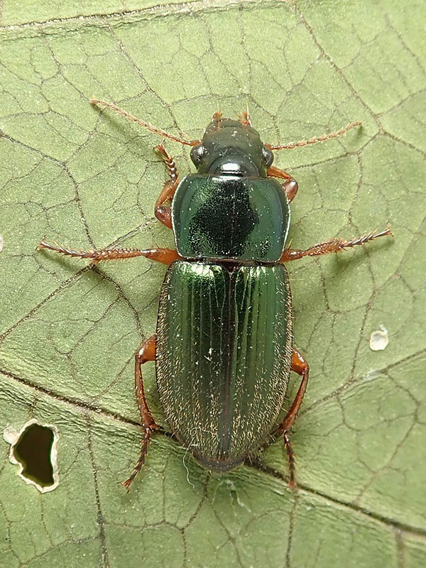 Carabidae: Harpalus distinguendus?     No, Harpalus affinis